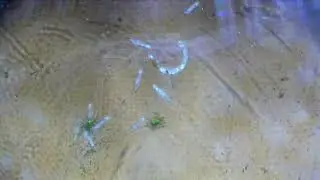 Microbiome in Water #4k #microbiology #science