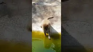 amazing Animals 😳#shorts #viralshorts #fish #fishing #amazingfish #trendingshorts #tiktok #cow