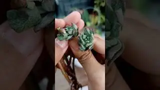 Repot Ornamental Plants - Echeveria Minibelle Monstruosa// Succulent Plants Care