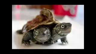 Everything Two Headed