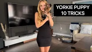 Cute teacup yorkie puppy 10 tricks