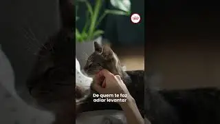 ROYAL CANIN® -  Dia do Gato!