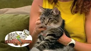 Neatza cu Răzvan și Dani. Începe SofistiCAT, eveniment dedicat iubitorilor de pisici. Ce pot vede