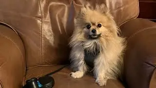 Bella Faith - Dog Memorial