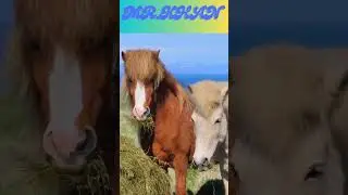 Beautiful Horses