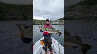 So VIEL FISCH in traumhafter Kulisse gibt es NUR HIER #shorts #angeln #norwegen