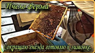 Пчело ферма. Осмотр, ужатие и формирование семей в зиму.