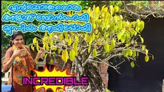 കുഴിപ്പള്ളം ബോട്ടാനിക്കൽ ഗാർഡൻ|Kuzhippallam Botanical Garden|Malayali Bonsai Museum|part1