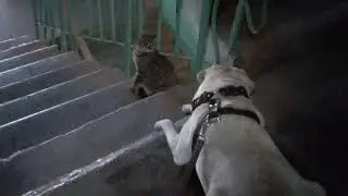 Наш весёлый лабрадор)