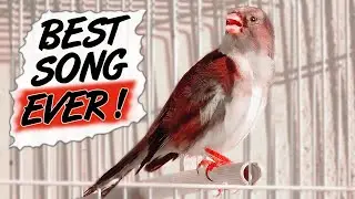 CANARY HYBRID 12h The Best Training Song