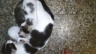 Billi Hungry 