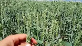 Кубус. Початок наливу зерна суш..03.06.18