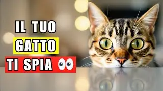 13 motivi provati dalla scienza per cui il tuo gatto ti spia