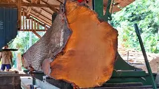 giant old redwood trunk that was surprising when sawed at the sawmill 
