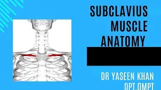 Subclavius Muscle - Origin | Insertion | Action | Nerve supply