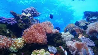 aquarium