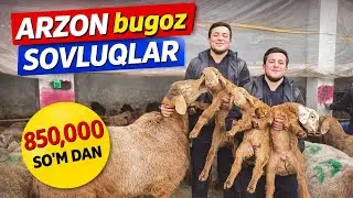 😍 DEHQONLAR UCHUN ZO‘R XABAR! EGIZAK QO‘YLAR BUGUN JUDA ARZON