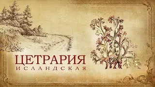 Цетрария исландская или исландский мох уникальное лекарственное растение - что собрать в лесу.
