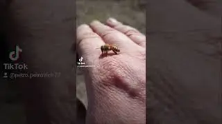 Добрі бджілки #бакфаст #бджоли #бджільництво