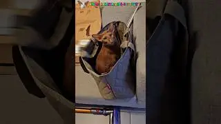 Так положено☝🏻😺 #shorts #cat #comedy #funny
