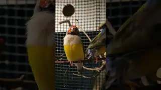 амадина гульда поёт #amadina #амадины #gouldianfinch #ladygouldian #птицы #shorts