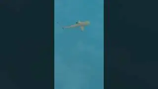 Baby sharks in the Maldives #sharkweek #maldives #travel #wildlife #shark #nature #short #viral