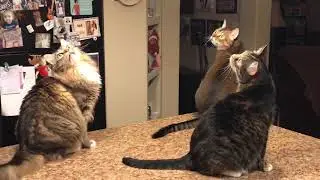 Cats versus moth, 3 against 1