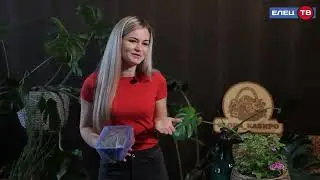 Сеем сладкие перчики.