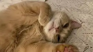 Cat shows belly, begs for head rubs.