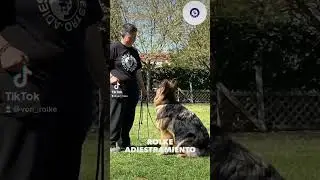 Rolke adiestramiento canino profesional. Maya en clase