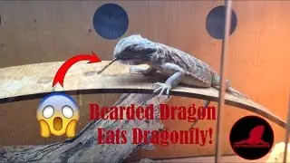 Bearded Dragon Eats Dragonfly!