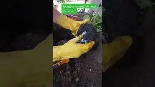 Крупнолистная гортензия.Посадка #сад #гортензия #рек