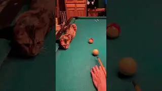 Bengal Cat Pool Referee #shorts (Funny Cute Cats from my Tiktok)