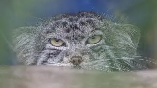 Pallas Cat | Animal Enrichment at Banham Zoo