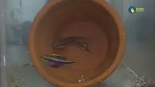 Нерест Пельвикахромисов пульхер. Наблюдение. Pelvicachromis pulcher