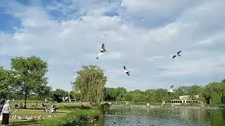 Waterfall-fowl