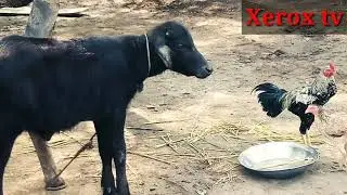 aseel murga Cock Chicken Rockstar amazing vdo 2021