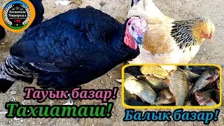 🦃ТАУЫҚ🐠БАЛЫҚ БАЗАР Птичий-рынок