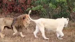 singa