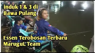 DADAKAN TERNYATA ADA ESSEN TERBARU DARI MARUGUL || SI KOLOR IJO...!!!!