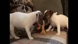 Джек Рассел / Jack Russell