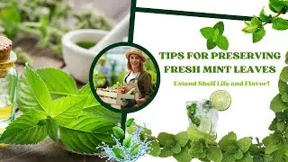 Tips for Preserving Fresh Mint Leaves