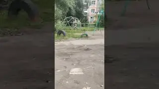 кролик убийца