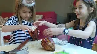 How to Open & What's inside a Cocoa Pod? - San Francisco Sisters