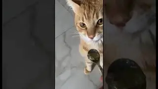 Кот обожает липовый мёд и пыльцу😋Заказать: https://mishkinskymed.ru #shorts #кот #мед #пыльца