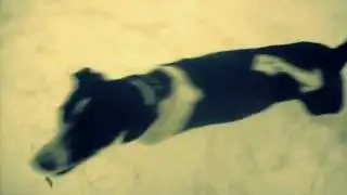 Rada-the-dog