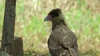 Carcará filhote pedindo comida
