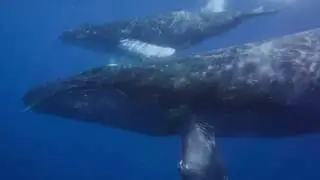 Humpback Whale Season 2016--Photos and Whale Song