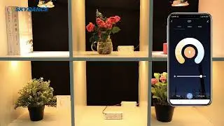 SKYDANCE Tuya APP Wifi LED Controller WT5 work as a wifi-converter