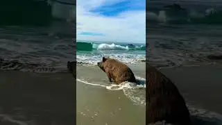 Цього літа у Криму 🇺🇦 #shorts